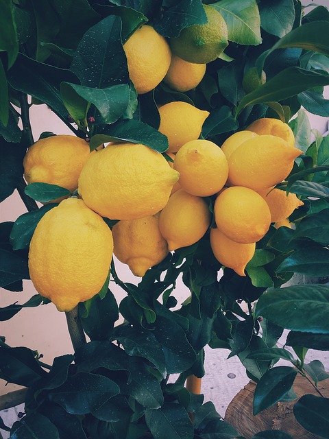 lemon-tree, Zitronenbaum, Manchmal muss es etwas mehr sein!