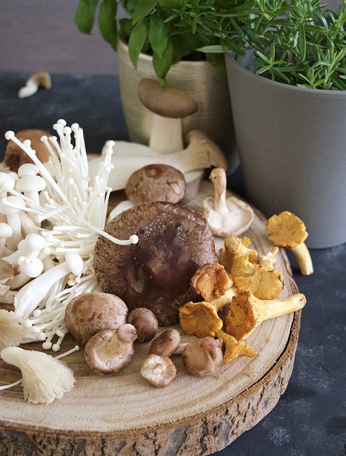 mushroom, Mehr als nur eine leckere Mahlzeit